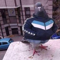 голубь