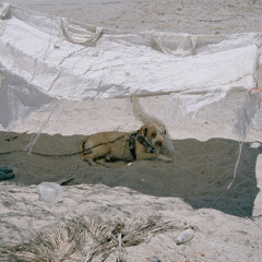 Invité spécial — Noé Girma : près du feu, le chien