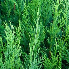 Walking-With Wellness Podcast: Indigenous Health and Literacy