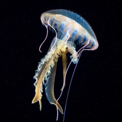 CASSIOPΣIA – RΣGRΣ75