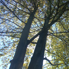 Decision tree