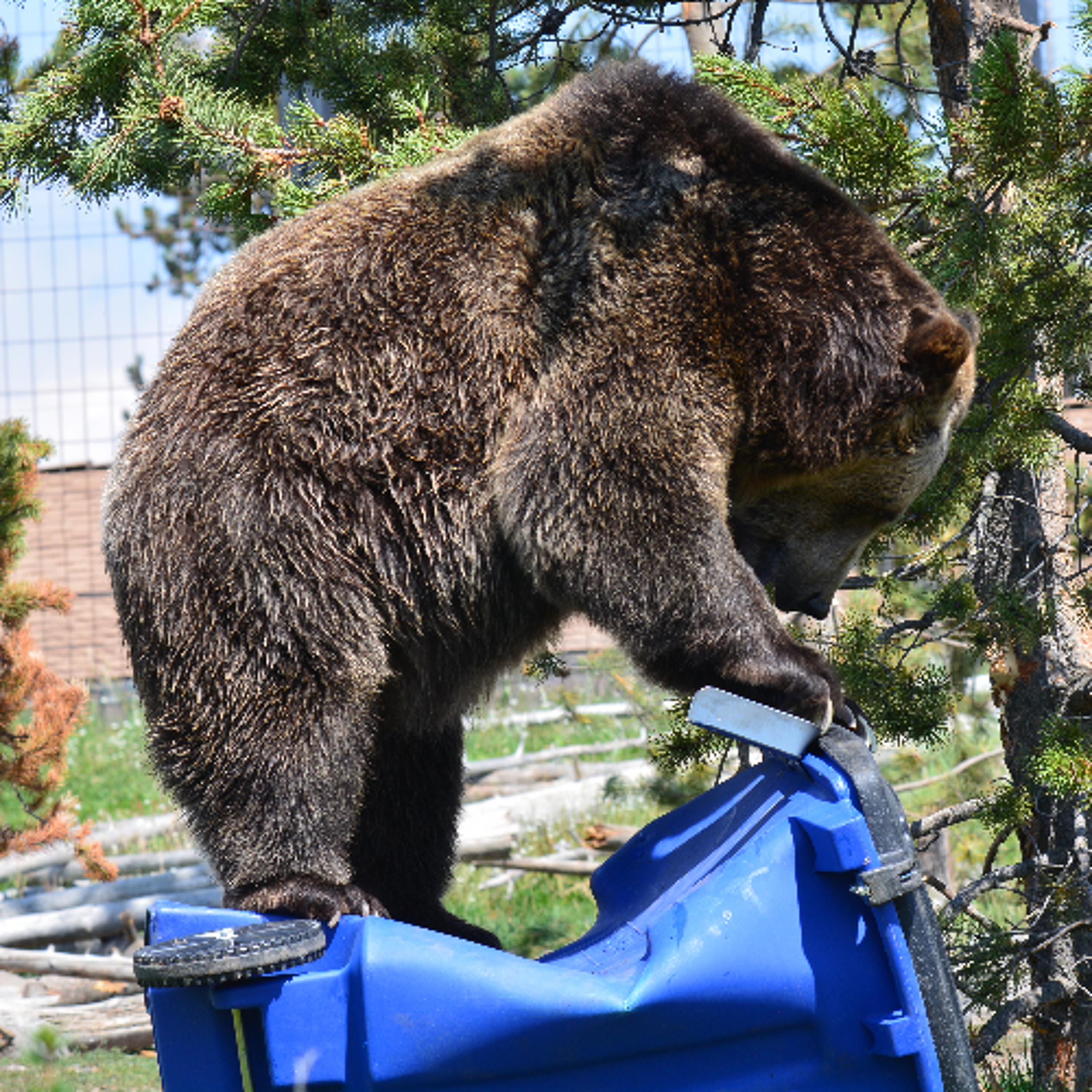 Keep it Wild - Grizzly and Wolf Discovery Center, and Keeping Wild Bears, Wild