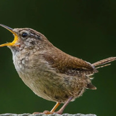 Wren and Blackbird
