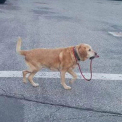 молоток - Родина  Мать Росы (да, знаю название не правильное)