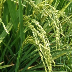 OD-AGRI-PADDY