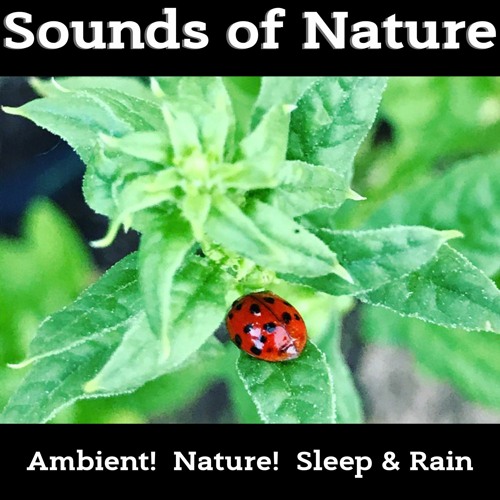 Stream Pathway (Piano) by Nature! | Listen online for free on SoundCloud