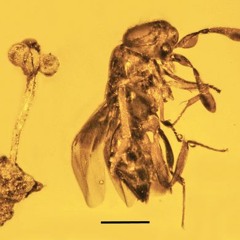 Fly In Amber