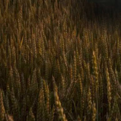 Сигнатурная#2016