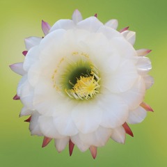 Awareness Meditation