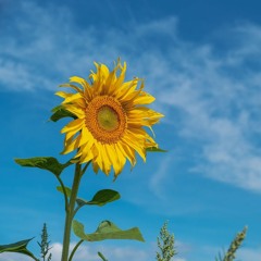 Gratitude for the Body for CIRS