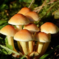 Spittake Mushroom