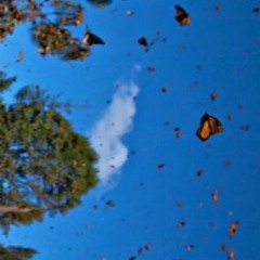 Norepinephrine Evolves in a Monarch