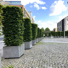 Els parterres Escofet, amos i senyors d'Smithfield Square