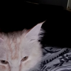 woken by cats (disquiet0654)