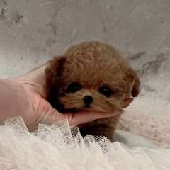 Elite Micro Teacup Poodle Puppies for Sale in Pennsylvania | Japan Luxury Teacup Poodles