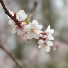 Dave Graham - Fragments Of Spring (Original Mix)