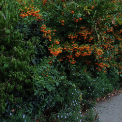 guest mixes & live sets