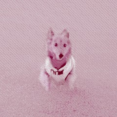 [Demo] 강아지 미용사