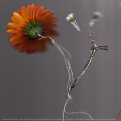 Premiere | Basile3 - Secret Gathering [Infiné Music]