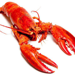 LOBSTA 😭😭 (2020)