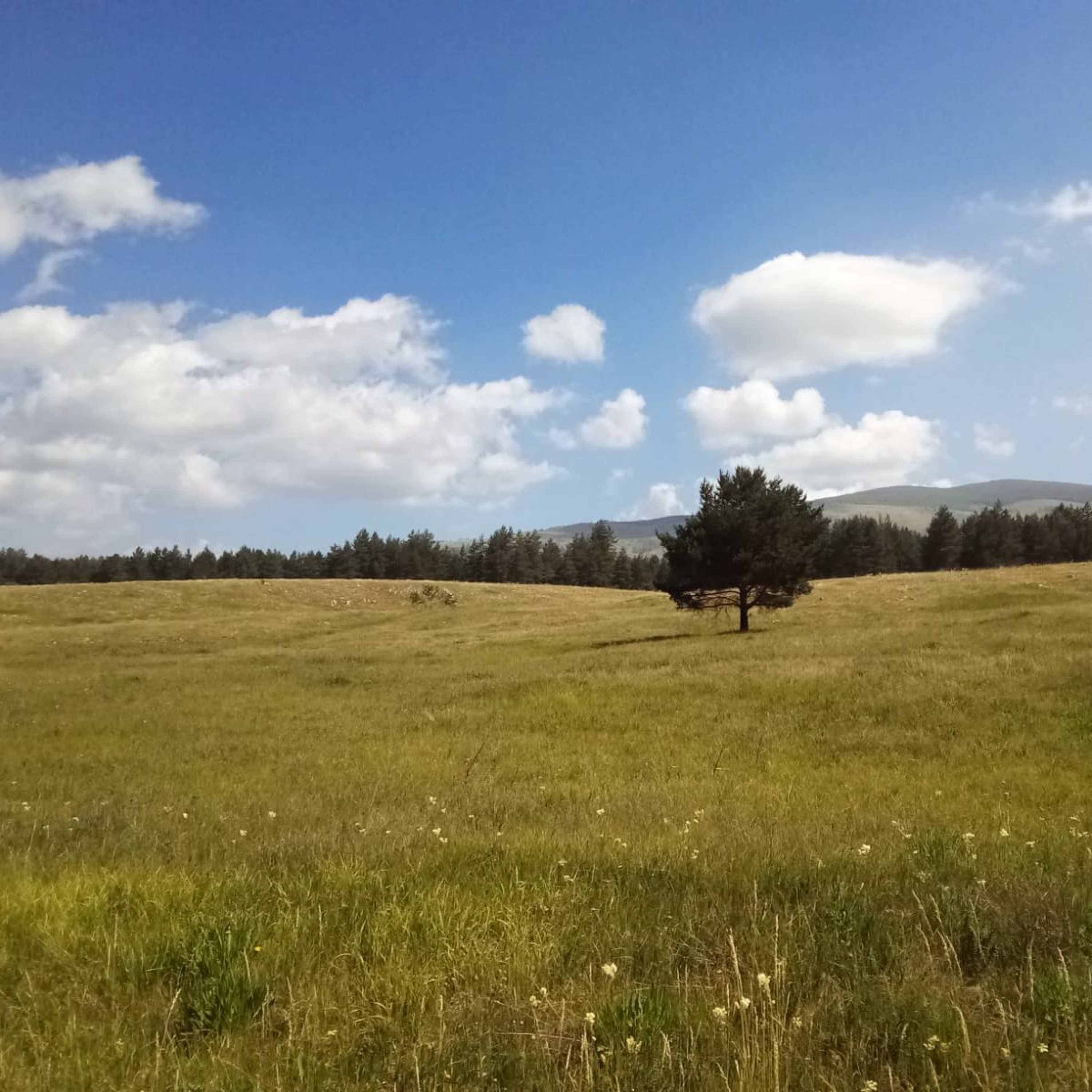 Steppe FM