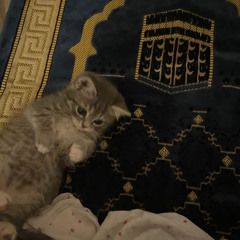 Ibrahim Al Saeed Surah Mayram 86-98| إبراهيم السعيد سورة مريم 86-98