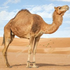 PIACH
