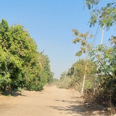 اغانى ع الرايق