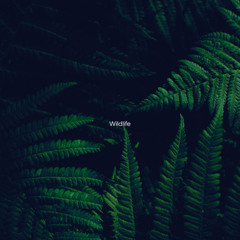 Wildlife