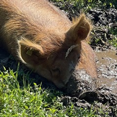 KneppSoundscapes #26 - The curious pig