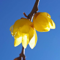 Winter Blossom
