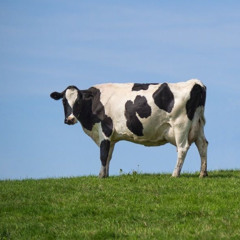 cow prod tadsfaith x yxngwaga