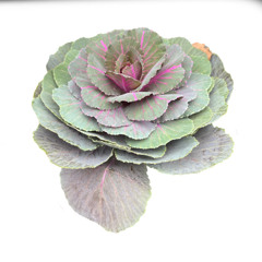 future girl (prod aloa)