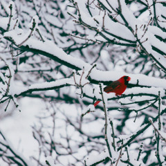 Winter's Call - Extended
