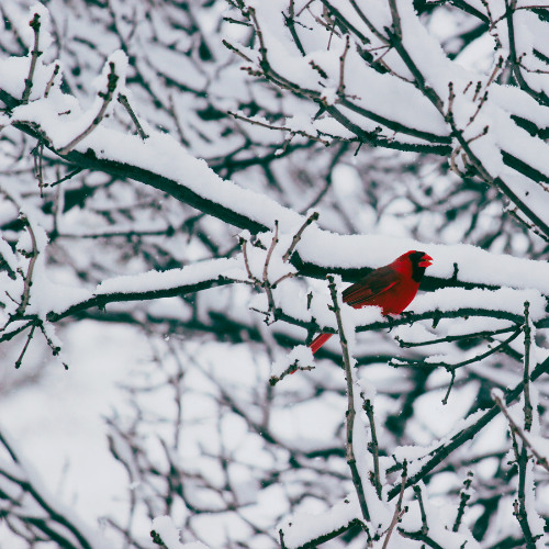 Winter's Call - Extended