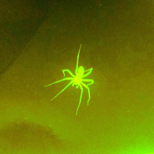 spider w/ vsync (prod. pitfall & wido)