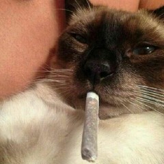 beatlilalirzw$_ 1