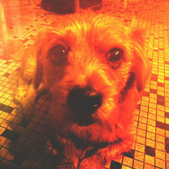 03/2024 - Mare Chien