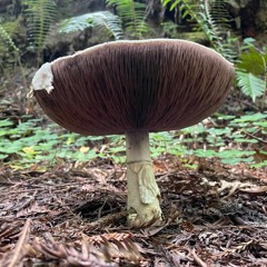 me and the mushroom