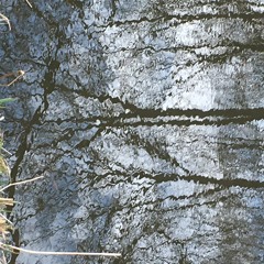 Vom Sterben Eines Apfelbaums