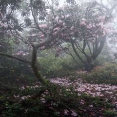 prettifun my name noi flip