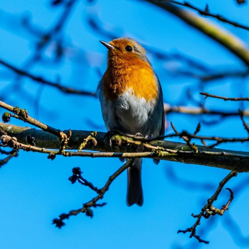 Stream Singt ein Vogel, singt im Märzenwald by Robert Lindermayr Listen online for free on