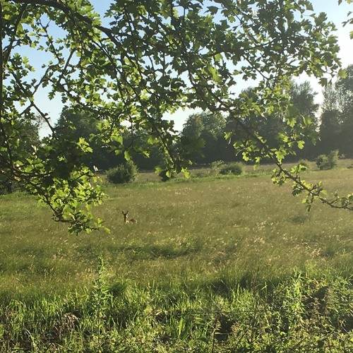 Forest Clearing