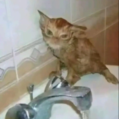 C4zet - Bełkot totalny