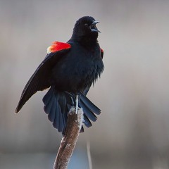 Red-winged Blackbirds in the Beaver Hills
