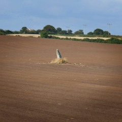 The fairy field of the Ferrishyn Jiarg