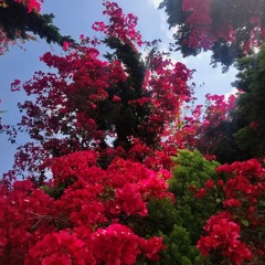 olas - (ft. Destiny X )