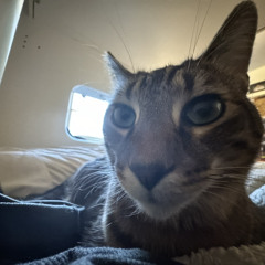 SHARINGWEEDWRANDOMNIGGAS FT BOODI B(+ZHAP).wav