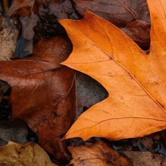 Leaves (Crystal Mix)
