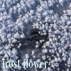 frost flower